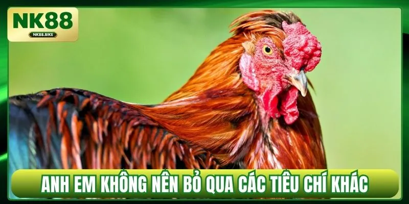 Anh em không nên bỏ qua các tiêu chí khác
